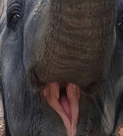 Prosím vás, vždyť je to jen slon!