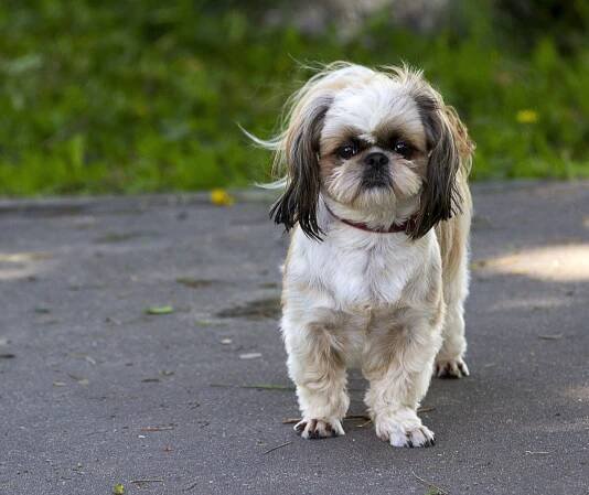 Charakteristika plemene Shih Tzu pro a proti: popis plemene psa s fotografiemi, typy střihů, cena, povaha, výživa