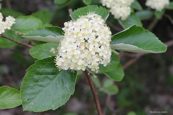 Jeřáb krasový - Sorbus eximia