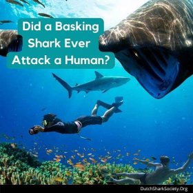 Did a Basking Shark Ever Attack a Human