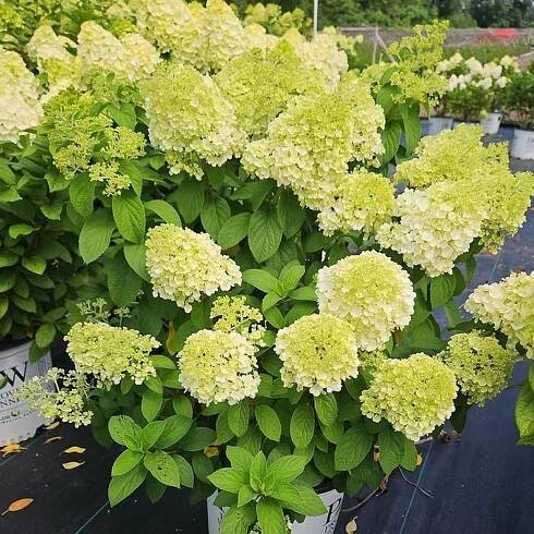 Little Lime Punch® Hydrangea