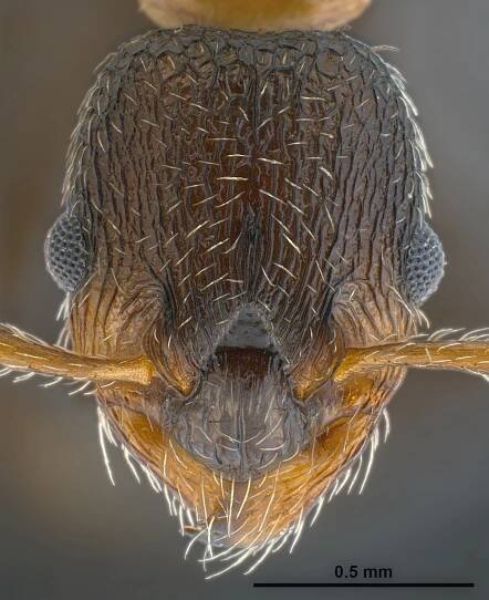 Myrmica gebaueri worker