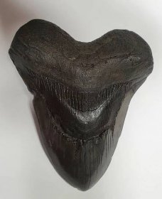 Žraločí zub XXL 13,5 cm MEGALODON  - Střelba a myslivost