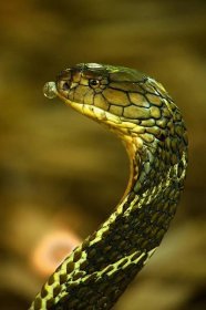 Zachránci hadů na Bali | Living Zoology