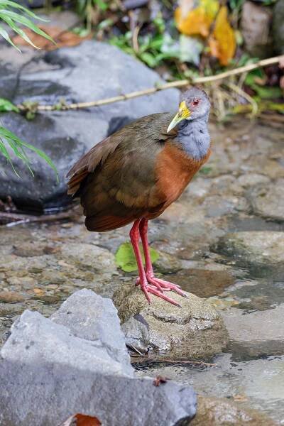 Grey-necked Wood-Rail (Aramides cajaneus)