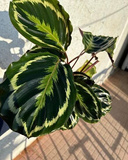 Calathea Medallion