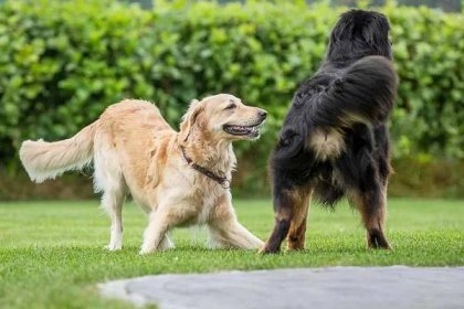 Hovawart Information & Dog Breed Facts | Pets Feed