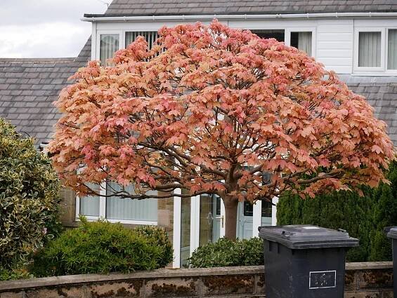 Japanese maple tree with orange leaves in front of a house.