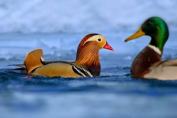 Kachnička mandarinská (Aix galericulata)
