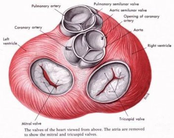 An illustration of the heart valves from above Nursing Tips, Nursing Study, Nursing Notes, Medical Studies, Medical Education, Cardiac Sonography, Sonography Student, Basic Anatomy And Physiology, Heart Anatomy