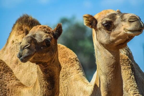 Ve starém království Hatra křížili velbloudy, aby získali supernosiče - WN24.cz - World News 24