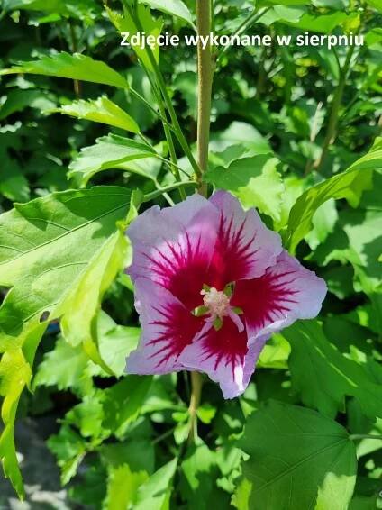 Hibiskus 'Hamabo'
