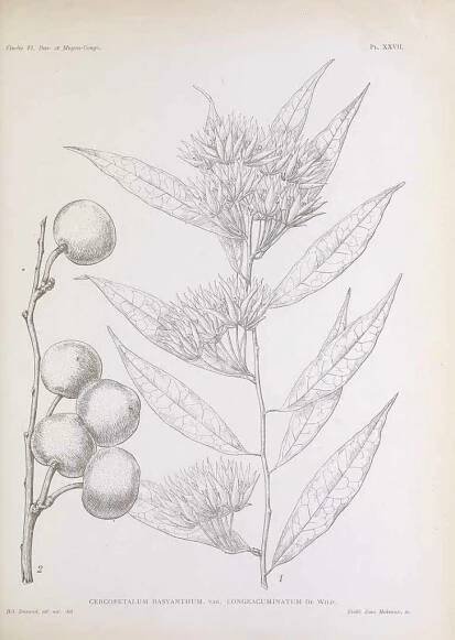 What is Pentadin? Exploring the Plants' Sweet Taste Secret