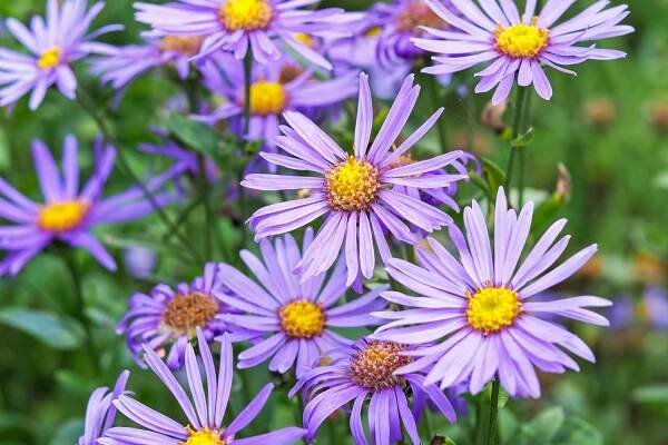 Michaelmas daisies: the plant from A to Z - Plantura