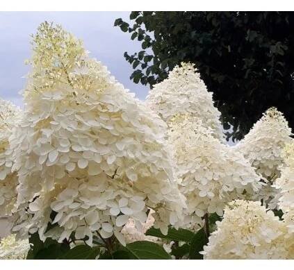 hydrangea paniculata phantom