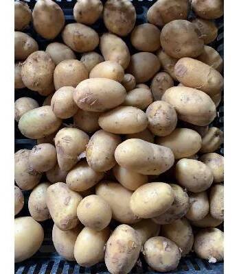 Malé rané konzumní brambory do trouby - varný typ B, 1 kg