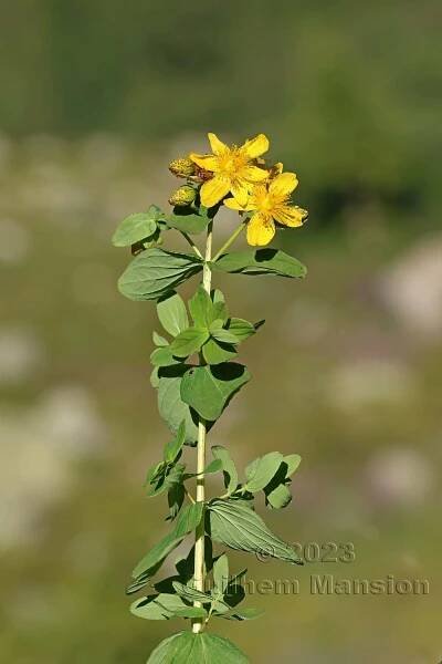 Hypericum maculatum