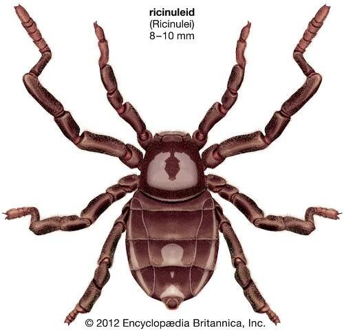 Arachnid | Definition, Facts, & Examples | Britannica