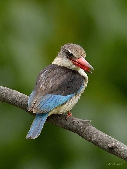 Kingfishers