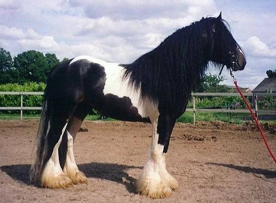 Irish cob versus irský tinker – www.equichannel.cz