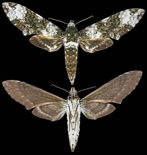 File:Manduca albiplaga MHNT CUT 2010 0 275 Amapá Bresil Male.jpg
