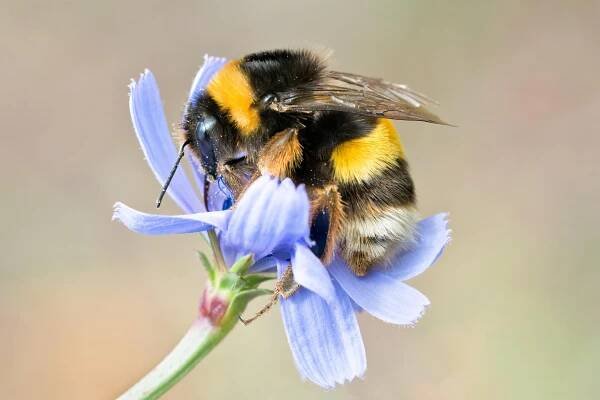 Hummel an Blüte