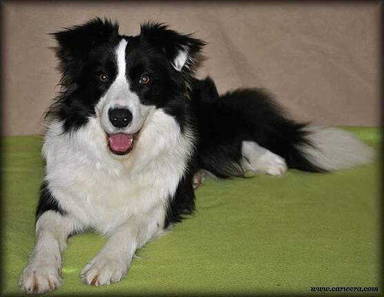 Arwen Black Carwera | Kennel Crony Forever