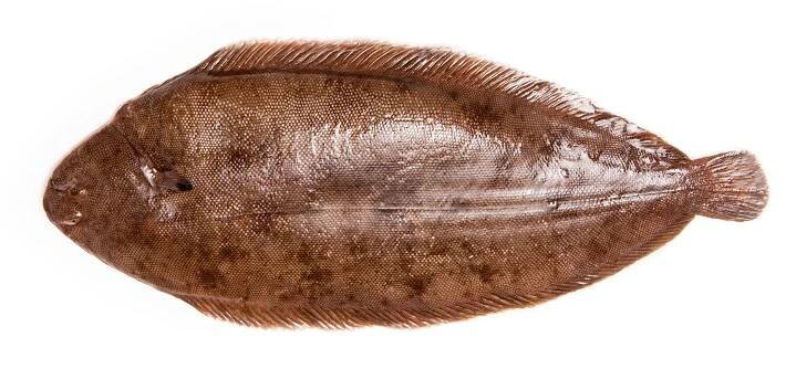 Frozen sole fish from Morocco - export import company
