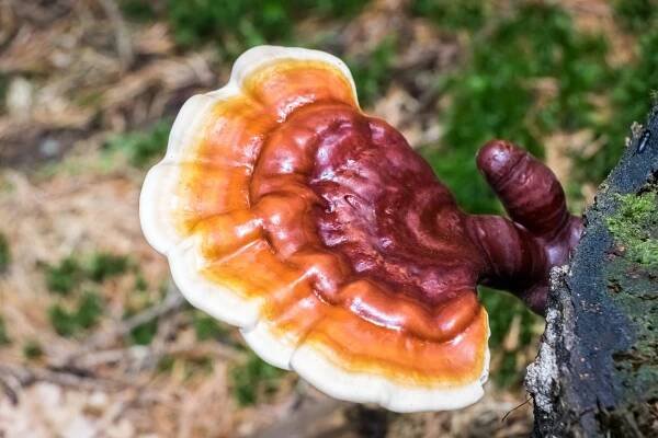 Close-up detail of a reishi medicinal mushroom, used in traditional Chinese medicine to support adrenal gland function
