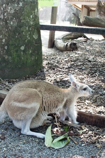 Three Days in Cairns, Australia: Coral Reefs & Rainforests | A Happy Passport