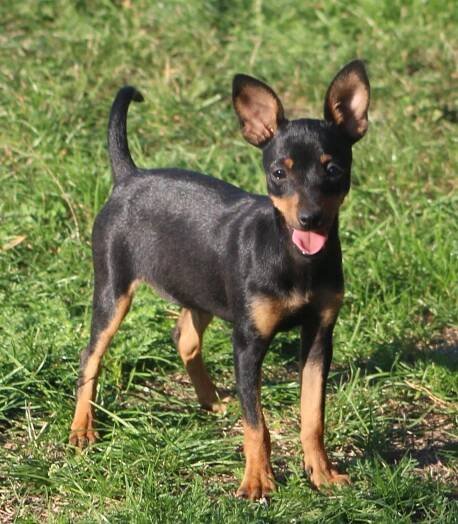 Prodám fenku Pražského krysaříka s PP - Dogslife.cz