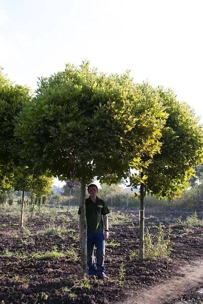 Platanus x acerifolia 'Alphen's Globe' - Platan | Starkl - zahradní­k spol. s r.o. STROMY