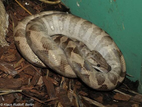Corallus annulatus (psohlavec kroužkovaný) | BioLib.cz