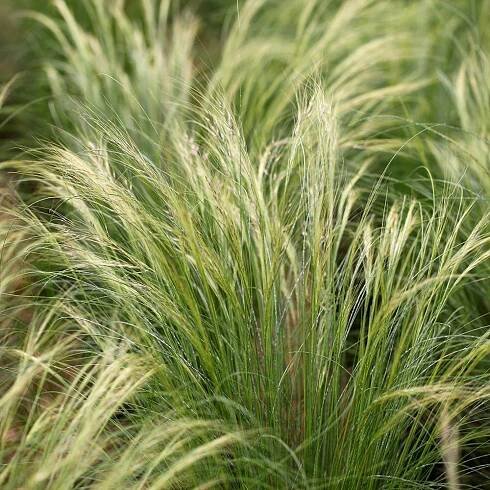 Stipa tenuissima