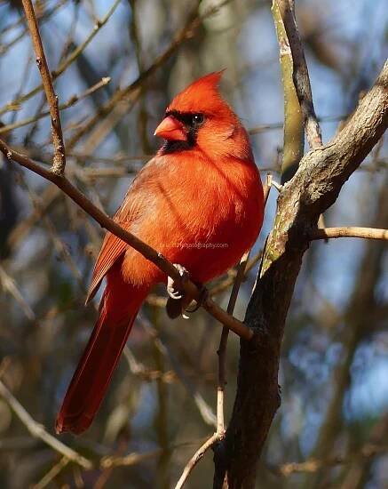 Male cardinal