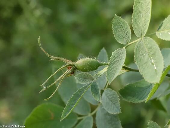 Rosa villosa – růže měkká