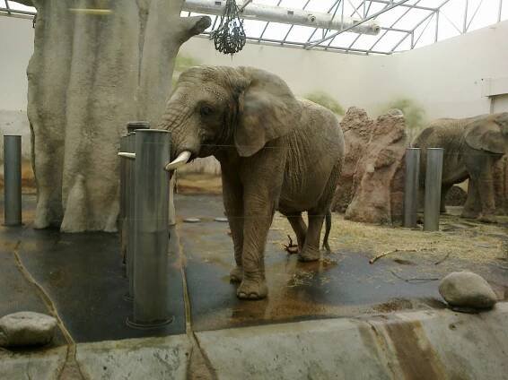 Vánoční ZOO (1. třídy) – ZŠ Husitská Nová Paka