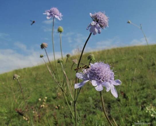 Hlaváč fialový (Scabiosa columbaria)