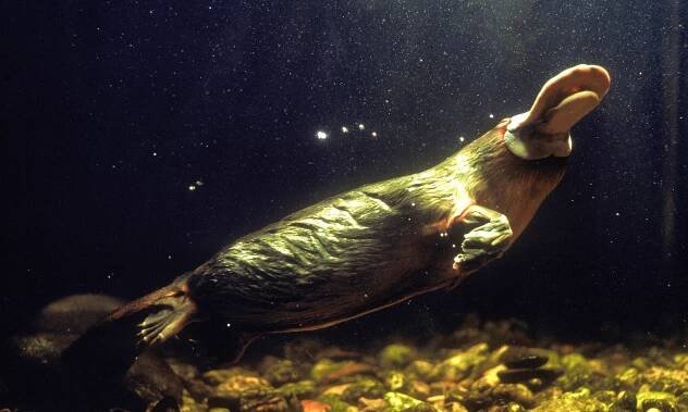 Could a Platypus Poison Me?