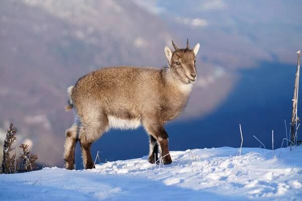 File:021 Wild Baby Alpine Ibex Creux du Van Photo by Giles Laurent.jpg - Wikimedia Commons