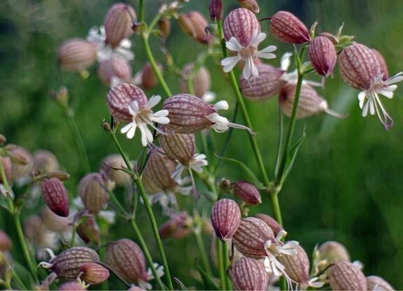 Silenka nadmutá - Lychnis - Rozkvetlé louky
