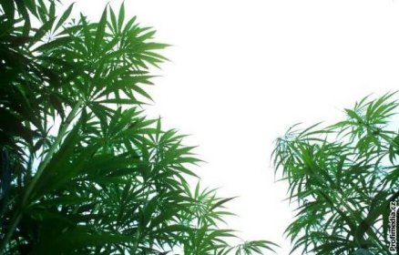 MF DNES: Pěstovat marihuanu je legální, řekl soud