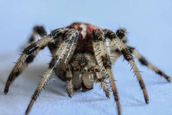 Pavouk, Arachnid, Hmyz, Příroda, Děsivý