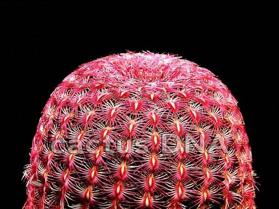 Echinocereus-rigidissimus-v-rubispinus-0