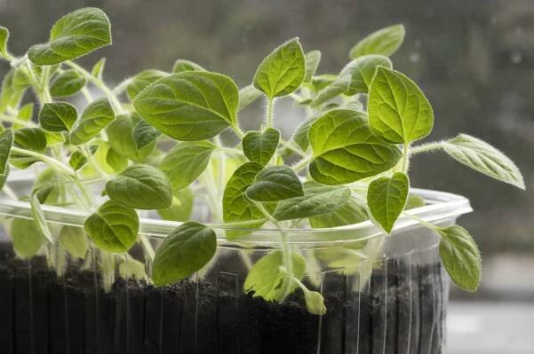 Physalis sprouts on a windowsill