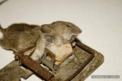 for the animals » Blog Archive » Sobre un ratoncito un trozo de pan (2006)