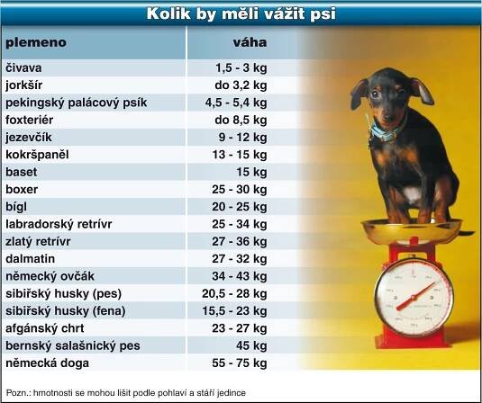 Není váš pes odporný tlusťoch? Ověřte si to! TABULKA | TN.cz