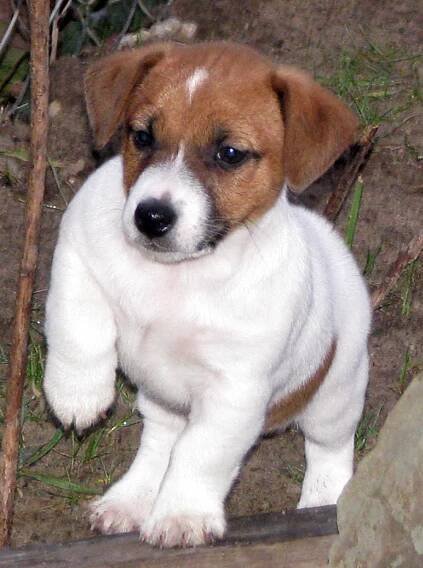 Armonia Canina