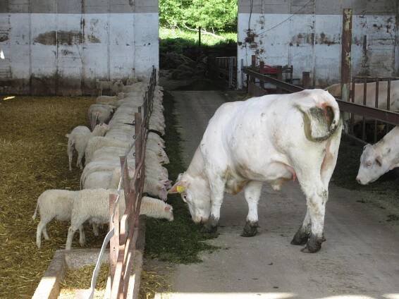 Farma Pěnčín foto 4