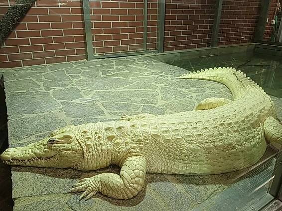 Krokodýlí zoo Protivín